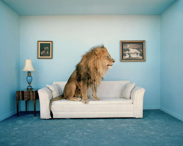 Qué significa soñar con un león en mi casa