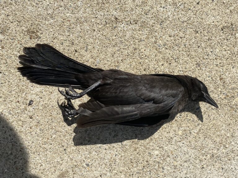 Qué significa la visita de un pájaro negro en el hogar
