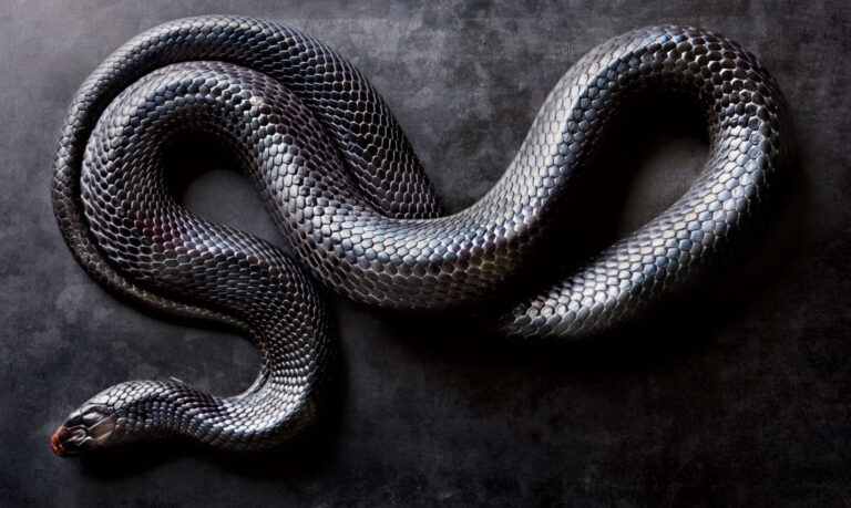 Qué significa soñar con una serpiente negra