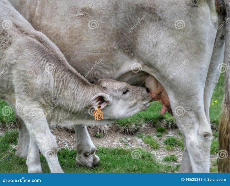 Qué significa soñar tomando leche de vaca